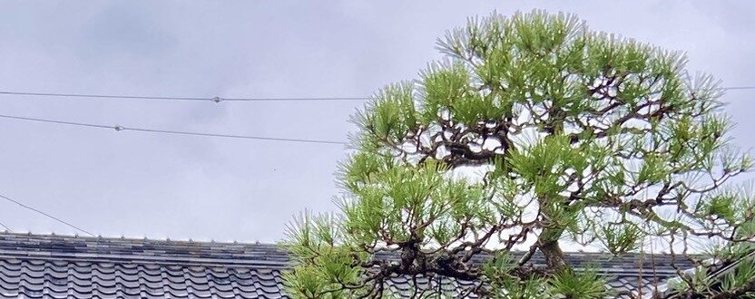 東郷町での松の剪定