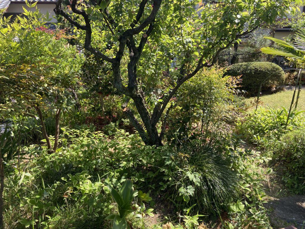 木漏れ日が気持ちいい